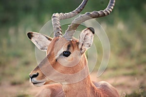 Impala in Kruger National park South Africa