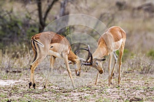 Impala in Kruger National park, South Africa