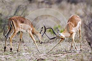 Impala in Kruger National park, South Africa