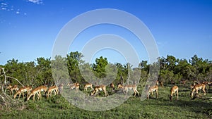 Impala in Kruger National park, South Africa