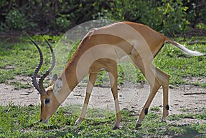 Impala in Lake Manyara National Park, Tanzania