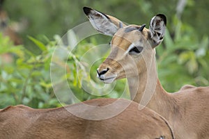 Impala lamb Kruger National Park