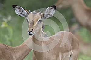 Impala lamb Kruger National Park