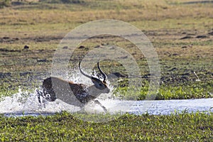 An Impala leaps through the water.