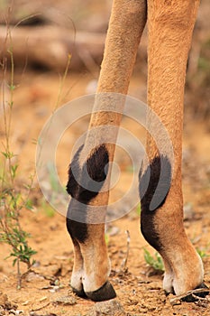 Impala legs