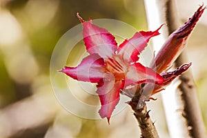 Impala Lily Adenium multiflorum 3