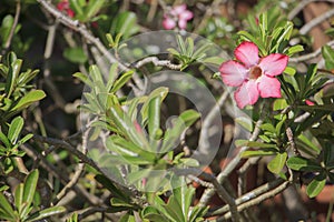 Impala Lily also call Desert Rose or Mock Azalea or Adenium obesum