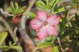 Impala Lily also call Desert Rose or Mock Azalea or Adenium obesum