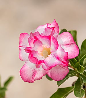 Impala Lily, Desert Rose, Mock Azalea, Pinkbignonia