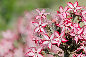 Impala Lily in Kruger Park South Africa