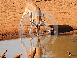 Impala lips meet in reflection and about to sip at waterhole in Madikwe South Africa