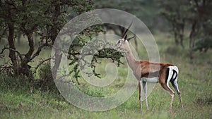 Impala With Long Horns Spotted Eating On A Small Tree In El Karama Lodge In Kenya - Wide S