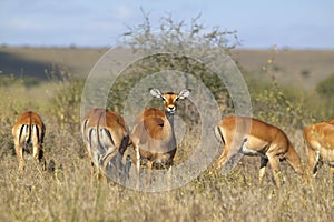 Impala looking into camera at Nairobi National Park, Nairobi, Kenya, Africa