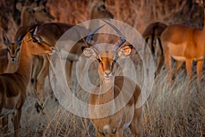 Impala looking straight at camera, Hwenge national park, Zimbabwe photo