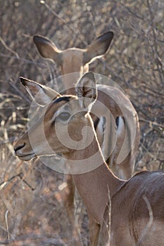 Impala, Madikwe Game Reserve