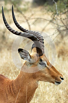 Impala male photo