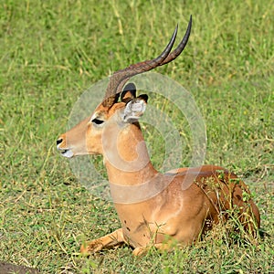 Impala male