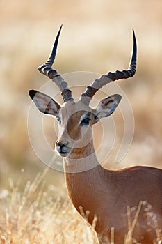 Impala male