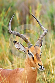 Impala Male (Aepyceros melampus) photo