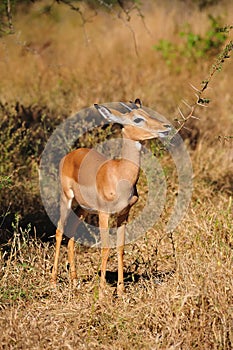 Impala Male (Aepyceros melampus) photo