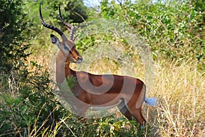 Impala Male (Aepyceros melampus) photo