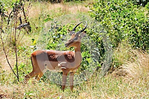 Impala Male (Aepyceros melampus) photo