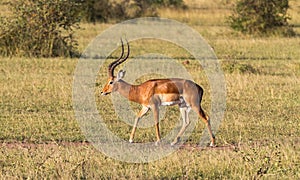 Impala male close up. Bush of Serengeti, Africa