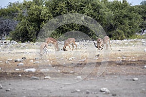 Impala male fight, Aepyceros melampus, Etosha National Park, Namibia