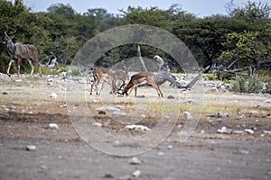 Impala male fight, Aepyceros melampus, Etosha National Park, Namibia