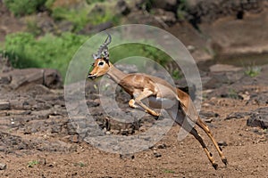Impala male jumping in Mashatu Game Reserve