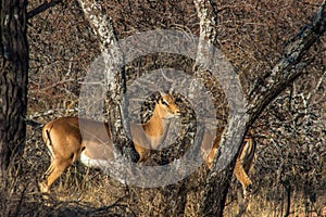 Impala male lookig trough the branches of a bushveld tree