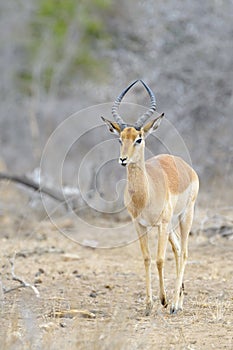 Impala male standing in woodlands