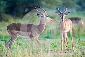 Impala males green backgound