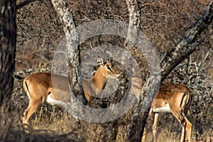 Impala males standing behind a tree