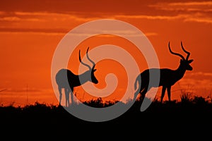 Impala males on a sunset light