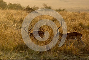 Impalas, Masai Mara