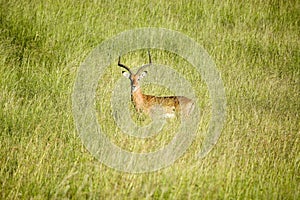 Impala in the middle of green grass of Lewa Wildlife Conservancy, North Kenya, Africa