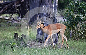 Impala in the Okavango delta in Botswana
