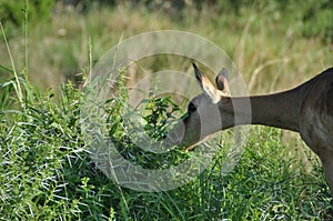 Impala near a green thornbush