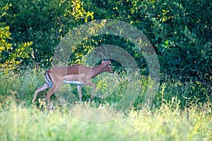 Impala at the Nxai Pan Nationalpark in Botswana