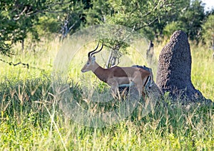 Impala at the Nxai Pan Nationalpark in Botswana