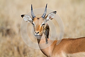 Impala and oxpecker photo