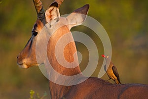 Impala and oxpecker photo