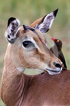 Impala with oxpecker in So photo