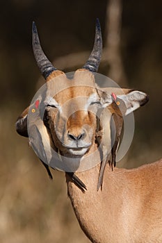 Impala and oxpeckers