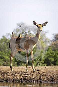 Impala with oxpeckers at a waterhole in Botswana, Africa