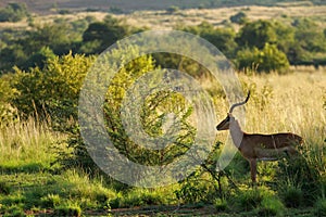 Impala, Pilanesberg