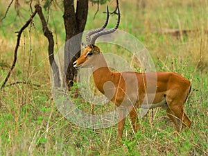 Impala Ram