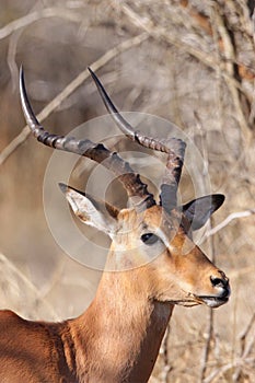Impala Ram