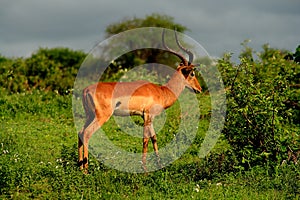 Impala ram